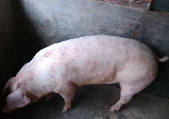 玉林养殖户反映猪场出现猪丹毒疫情