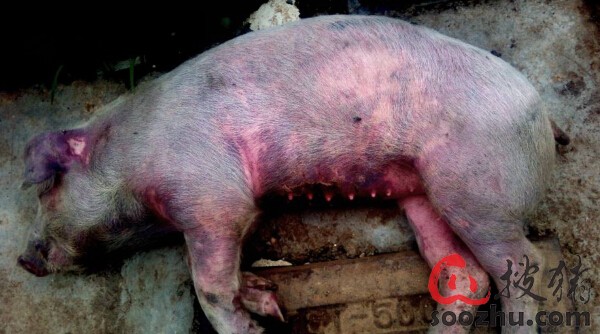 非洲猪瘟是什么症状,家里10多头猪拉稀怎么办?
