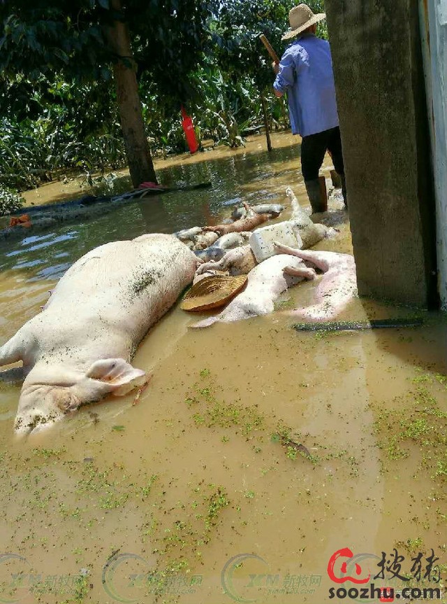 大水无情 万头生猪眼睁睁被淹死