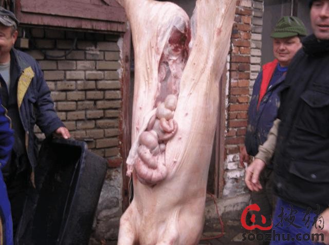 国人农村杀猪很多都是直接在案板上杀的,凭的是屠夫的真功夫.