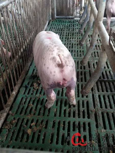 症状:猪身上大面积紫癜.体温40-41,吃料正常.