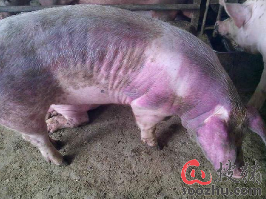 猪支原体肺炎是猪的一种慢性呼吸道传染病.主要症状为咳嗽和气喘.