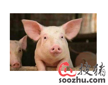 定调!看2018中央农村工作会议对养猪业产生的