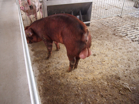 头曾祖代原种猪 2011年3月从荷兰托佩克公司成功引进700头曾祖代原种