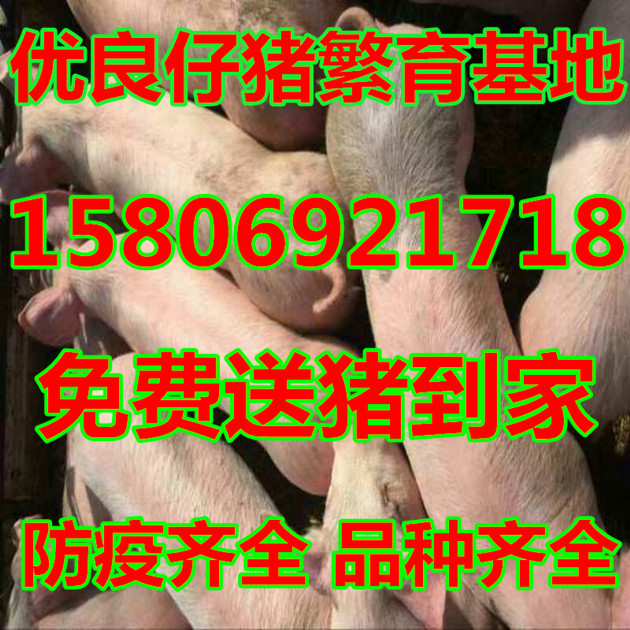 15公斤仔猪价格是多少今日15公斤小猪今日交