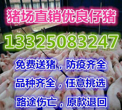 江苏15公斤仔猪价格是多少山东30公斤仔猪价