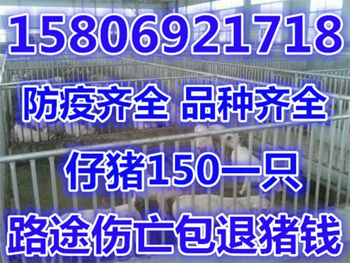 浙江省小猪仔猪价格行情价格承德小猪仔价格出