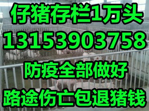 吉林今天小猪仔价格行情预测三元仔猪20斤多