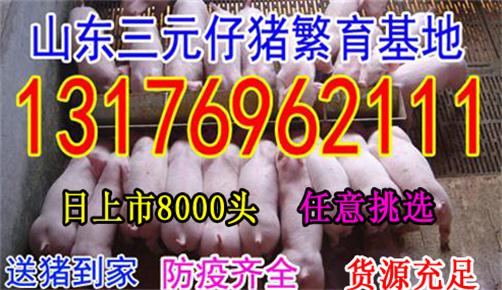 湖南省全国小猪仔价格行情报价小猪仔50斤多